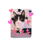 ツンデレ猫の雫ちゃま（個別スタンプ：2）