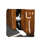 ツンデレ猫の雫ちゃま（個別スタンプ：3）