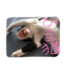 ツンデレ猫の雫ちゃま（個別スタンプ：4）
