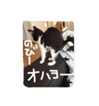 ツンデレ猫の雫ちゃま（個別スタンプ：8）
