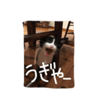 ツンデレ猫の雫ちゃま（個別スタンプ：9）