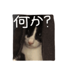 ツンデレ猫の雫ちゃま（個別スタンプ：14）