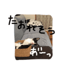 ツンデレ猫の雫ちゃま（個別スタンプ：15）