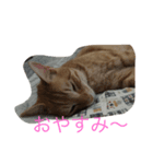 ゆるっとねこ日和（個別スタンプ：3）