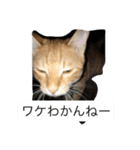 ゆるっとねこ日和（個別スタンプ：5）