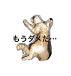 ゆるっとねこ日和（個別スタンプ：8）