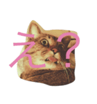 吾輩は猫である。（個別スタンプ：1）