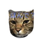 吾輩は猫である。（個別スタンプ：3）
