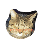 吾輩は猫である。（個別スタンプ：4）