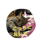 吾輩は猫である。（個別スタンプ：7）
