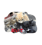 吾輩は猫である。（個別スタンプ：8）
