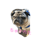 お！パグ！（個別スタンプ：1）