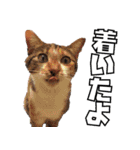 ゆうさくとケンケンとネネ（個別スタンプ：40）