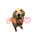 ラブ 小梅（個別スタンプ：4）