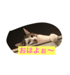 うちのペットのトムとジェリー（個別スタンプ：6）