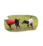 happygaga（個別スタンプ：4）