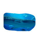 The. sea live（個別スタンプ：2）