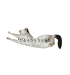 我が家のぶちゃねこ（個別スタンプ：2）
