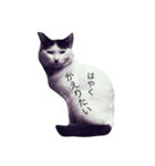 我が家のぶちゃねこ（個別スタンプ：3）