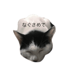 我が家のぶちゃねこ（個別スタンプ：4）