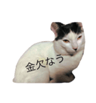 我が家のぶちゃねこ（個別スタンプ：5）