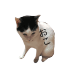 我が家のぶちゃねこ（個別スタンプ：7）