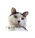我が家のぶちゃねこ（個別スタンプ：8）