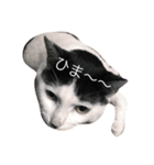 我が家のぶちゃねこ（個別スタンプ：9）