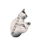 我が家のぶちゃねこ（個別スタンプ：11）