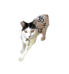 我が家のぶちゃねこ（個別スタンプ：12）