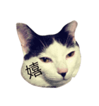 我が家のぶちゃねこ（個別スタンプ：15）