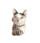 我が家のぶちゃねこ（個別スタンプ：16）