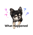 チワワの との（個別スタンプ：16）