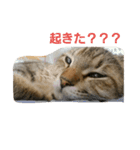 猫のおもちさん（個別スタンプ：1）