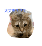 猫のおもちさん（個別スタンプ：2）