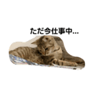 猫のおもちさん（個別スタンプ：3）