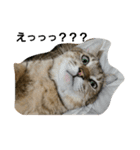 猫のおもちさん（個別スタンプ：9）