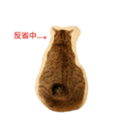猫のおもちさん（個別スタンプ：10）