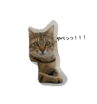 猫のおもちさん（個別スタンプ：13）