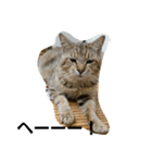 猫のおもちさん（個別スタンプ：14）