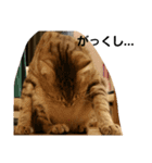 猫のおもちさん（個別スタンプ：16）