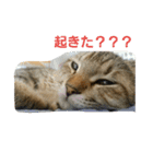 おもち100%（個別スタンプ：1）