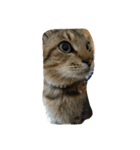 おもち100%（個別スタンプ：33）