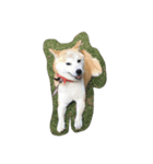 柴犬 みそ（個別スタンプ：1）