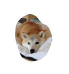 柴犬 みそ（個別スタンプ：2）