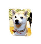 柴犬 みそ（個別スタンプ：3）
