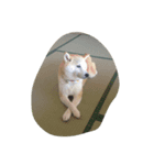 柴犬 みそ（個別スタンプ：5）