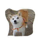 柴犬 みそ（個別スタンプ：6）