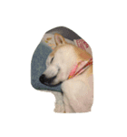 柴犬 みそ（個別スタンプ：7）