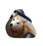 柴犬 みそ（個別スタンプ：8）